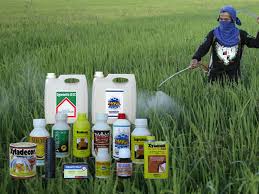 Penggunaan Pestisida Dalam Perspektif Produksi dan Keamanan Pangan